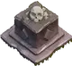 Ancient Skull