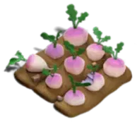 Blooming Beetrootes